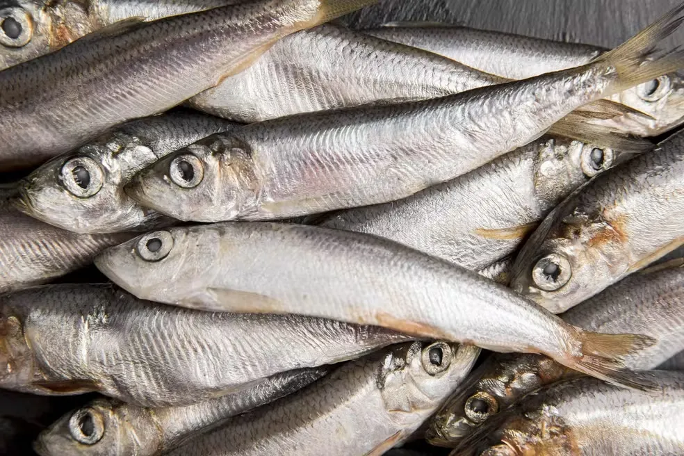 A medida atinge o produto “Peixe Congelado Sardinha Laje” (espalmada e eviscerada), da empresa JMS Indústria e Comércio de Pescados — Foto: Freepik