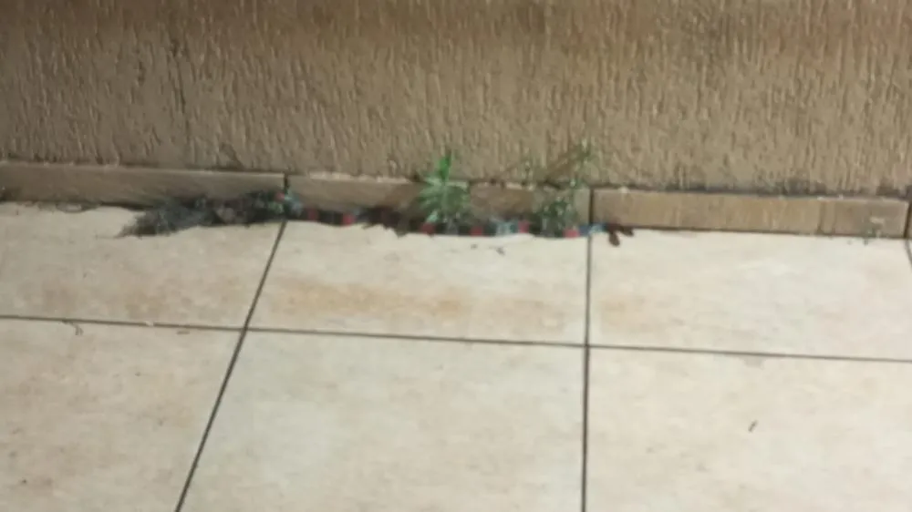VÍDEO: Patrulha Ambiental captura cobra-coral em residência na região do Sumaré, em Paranavaí