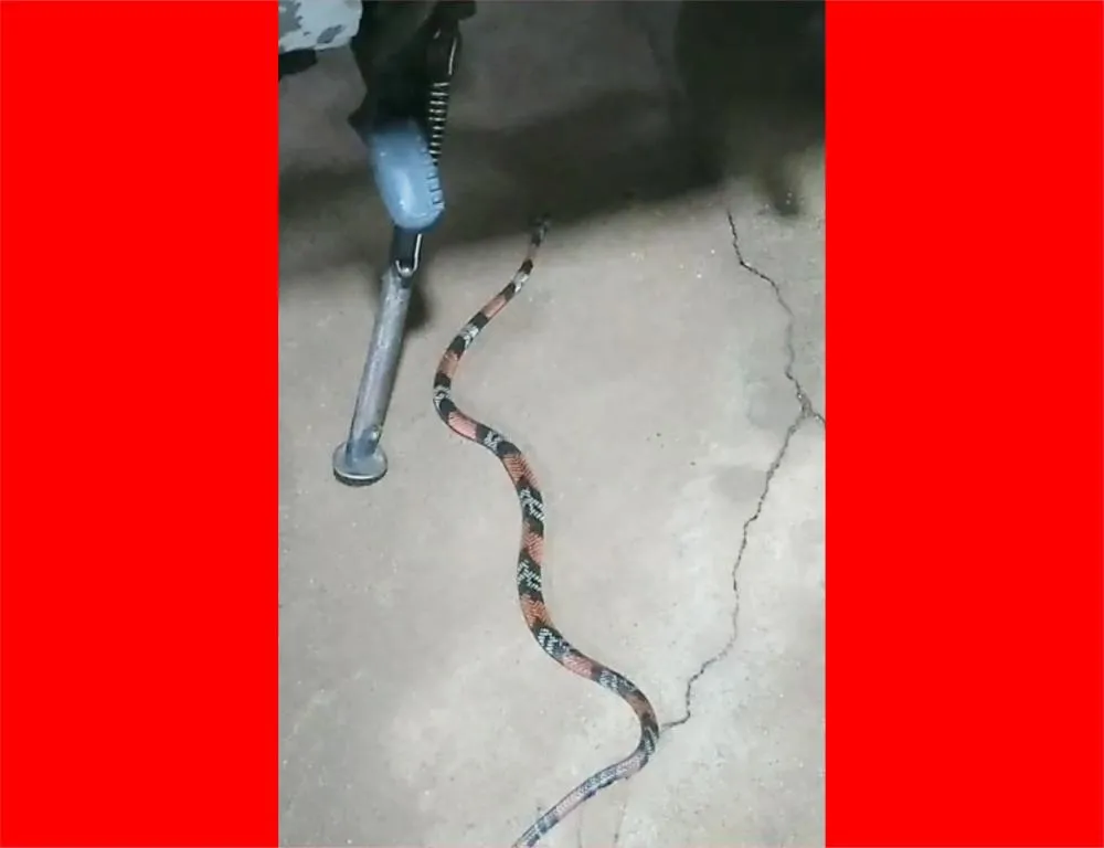 VÍDEO: Mais uma cobra-coral é capturada pela Patrulha Ambiental dentro de residência em Paranavaí