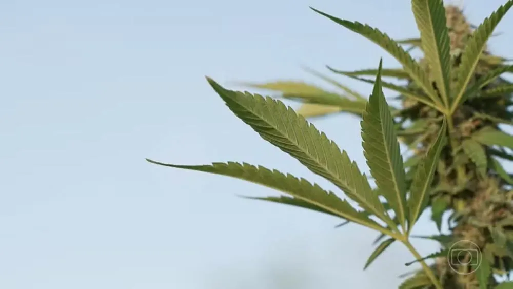 Com a decisão, empresas poderão realizar plantio e importação de cannabis para fins medicinais. — Foto: Reprodução/TV Globo