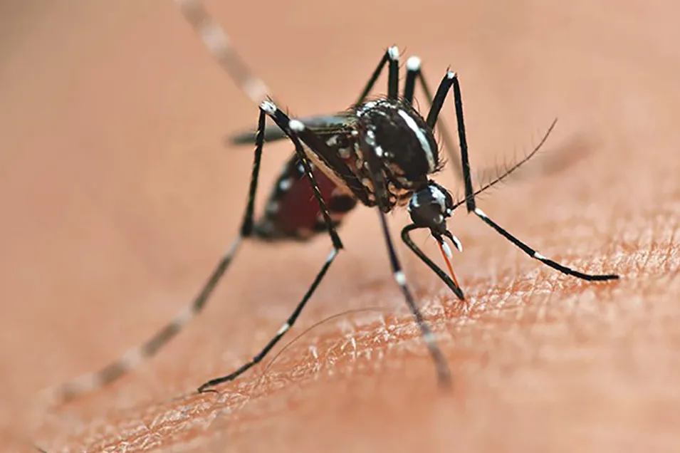 Com a circulação do sorotipo 3 do vírus da dengue, Paraná alerta para casos e cuidados Foto: SESA-PR