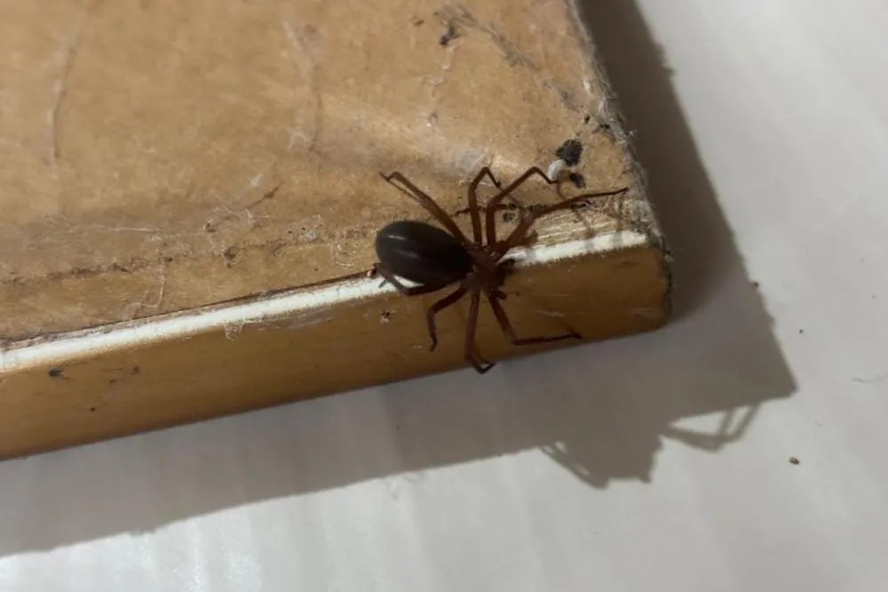 Prevenção: Sesa alerta para cuidados com aranhas no verão Foto: SESA